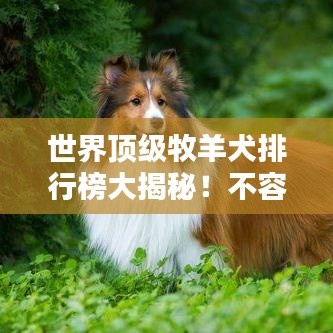 世界顶级牧羊犬排行榜大揭秘！不容错过的精彩榜单！