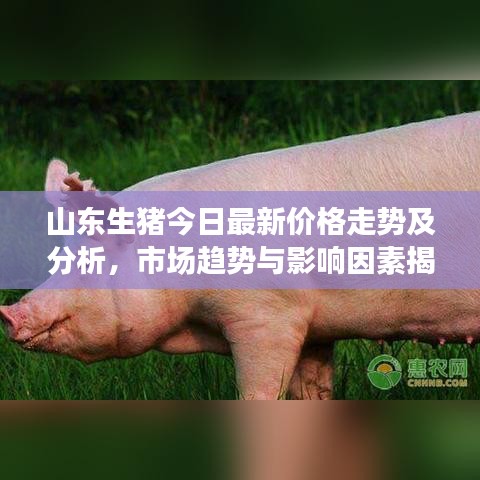 山东生猪今日最新价格走势及分析，市场趋势与影响因素揭秘！