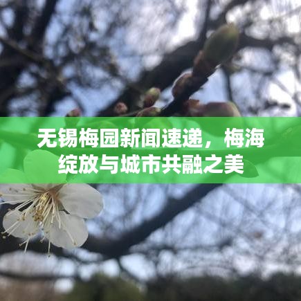 无锡梅园新闻速递，梅海绽放与城市共融之美
