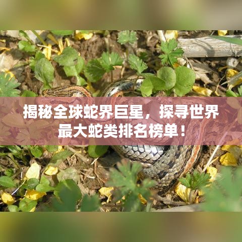揭秘全球蛇界巨星，探寻世界最大蛇类排名榜单！