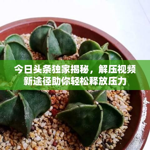 今日头条独家揭秘，解压视频新途径助你轻松释放压力