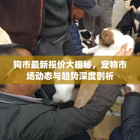 狗市最新报价大揭秘，宠物市场动态与趋势深度剖析