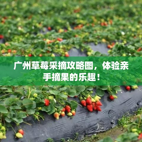广州草莓采摘攻略图，体验亲手摘果的乐趣！