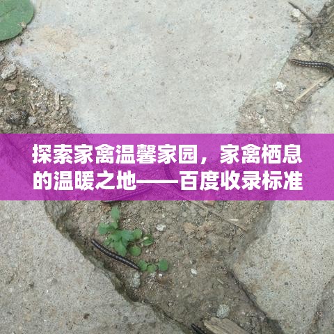 探索家禽温馨家园，家禽栖息的温暖之地——百度收录标准标题