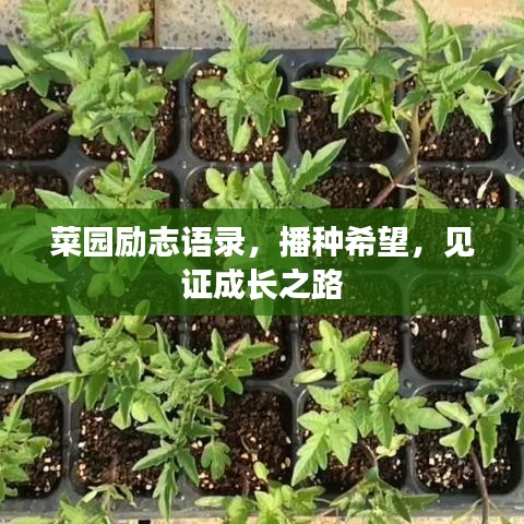 菜园励志语录，播种希望，见证成长之路