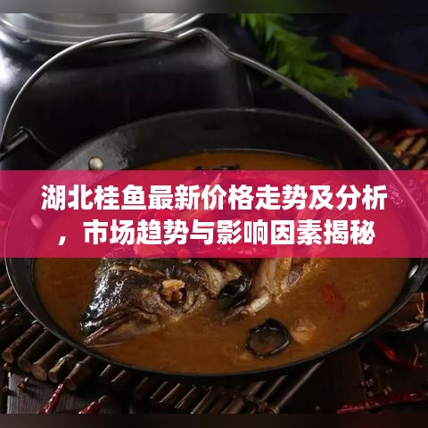 湖北桂鱼最新价格走势及分析，市场趋势与影响因素揭秘