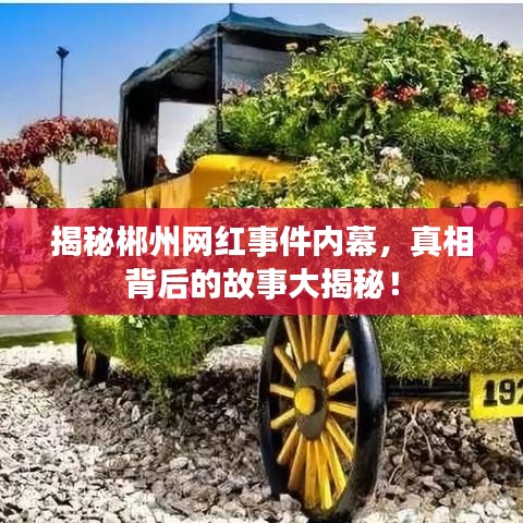 揭秘郴州网红事件内幕，真相背后的故事大揭秘！