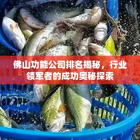 佛山功能公司排名揭秘，行业领军者的成功奥秘探索