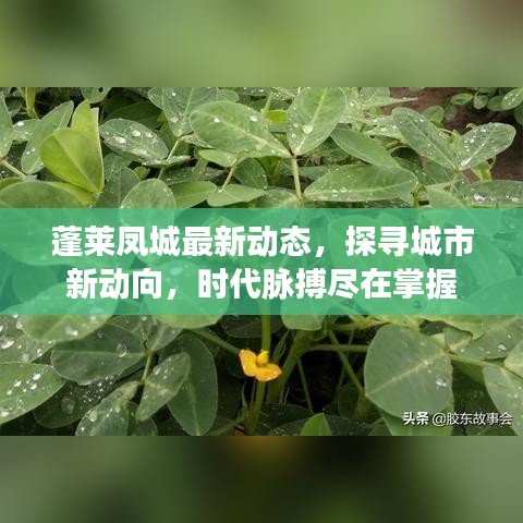 蓬莱凤城最新动态，探寻城市新动向，时代脉搏尽在掌握