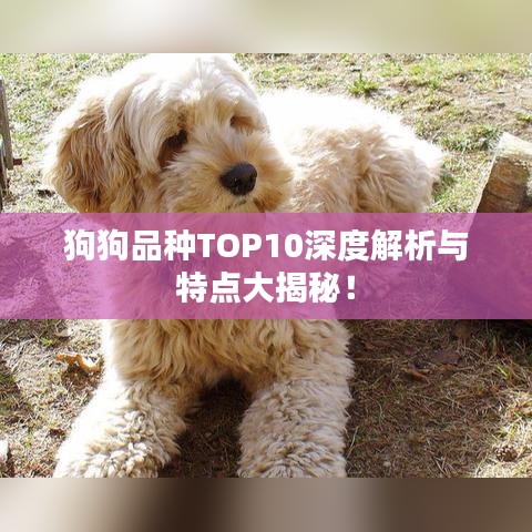 狗狗品种TOP10深度解析与特点大揭秘！