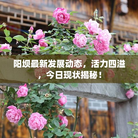 阳坝最新发展动态，活力四溢，今日现状揭秘！