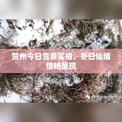 贺州今日雪景实拍，冬日仙境惊艳呈现