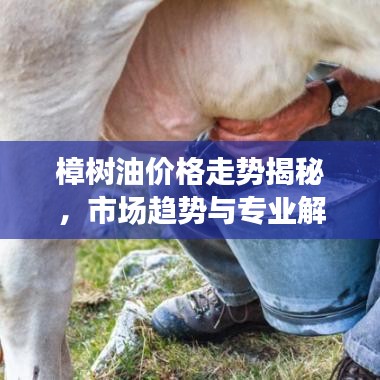 樟树油价格走势揭秘，市场趋势与专业解读