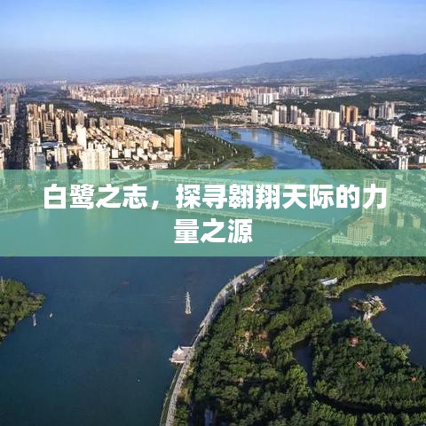 白鹭之志，探寻翱翔天际的力量之源
