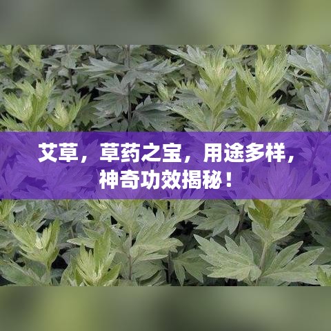 艾草，草药之宝，用途多样，神奇功效揭秘！
