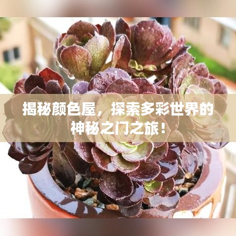 揭秘颜色屋，探索多彩世界的神秘之门之旅！