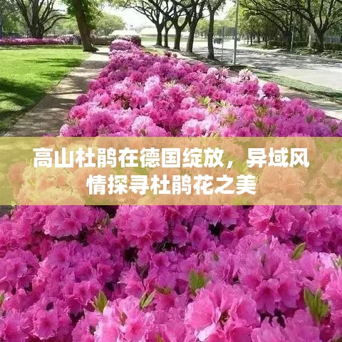 高山杜鹃在德国绽放，异域风情探寻杜鹃花之美