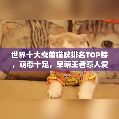 世界十大蠢萌猫咪排名TOP榜，萌态十足，呆萌王者惹人爱！图片大放送！