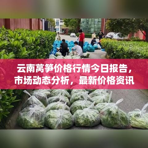 云南莴笋价格行情今日报告，市场动态分析，最新价格资讯一网打尽！