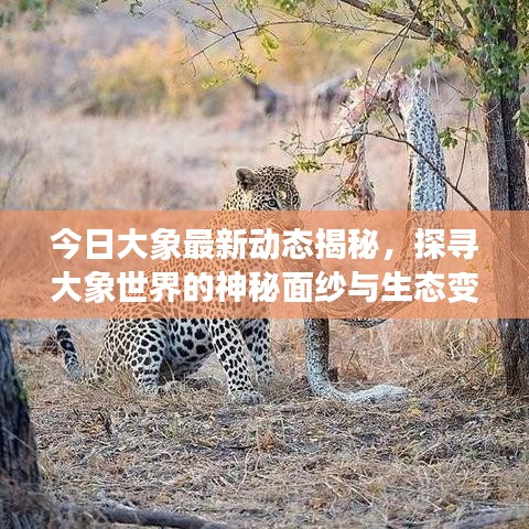 今日大象最新动态揭秘，探寻大象世界的神秘面纱与生态变迁