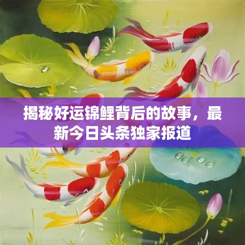 揭秘好运锦鲤背后的故事，最新今日头条独家报道