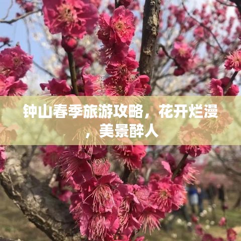 钟山春季旅游攻略，花开烂漫，美景醉人