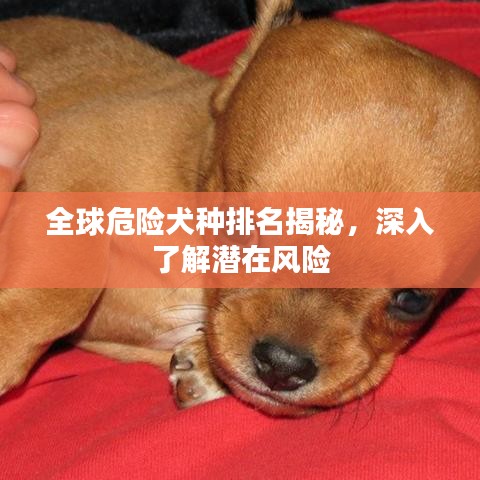 全球危险犬种排名揭秘，深入了解潜在风险