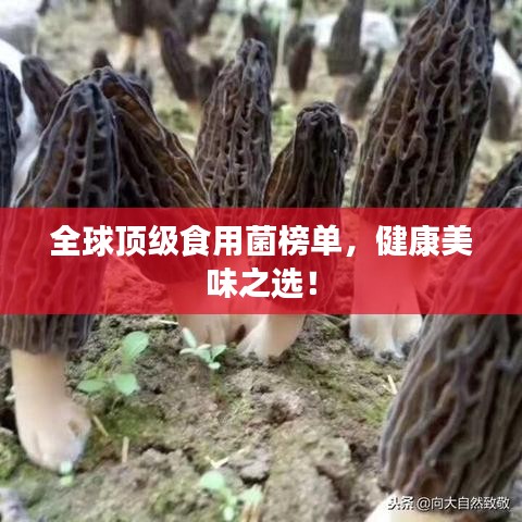 全球顶级食用菌榜单，健康美味之选！