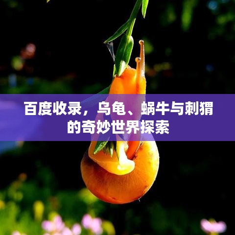 百度收录，乌龟、蜗牛与刺猬的奇妙世界探索