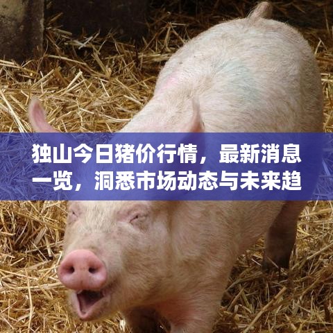 独山今日猪价行情，最新消息一览，洞悉市场动态与未来趋势预测