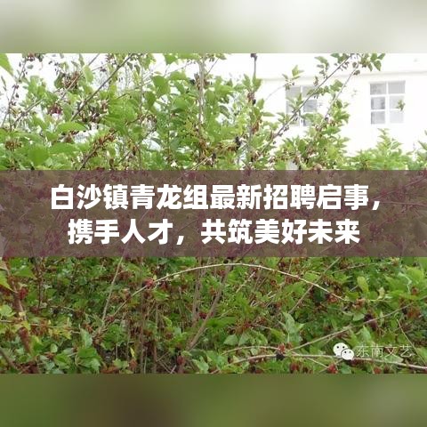 白沙镇青龙组最新招聘启事，携手人才，共筑美好未来