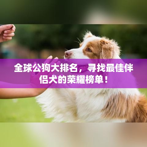 全球公狗大排名，寻找最佳伴侣犬的荣耀榜单！