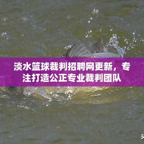 淡水篮球裁判招聘网更新，专注打造公正专业裁判团队