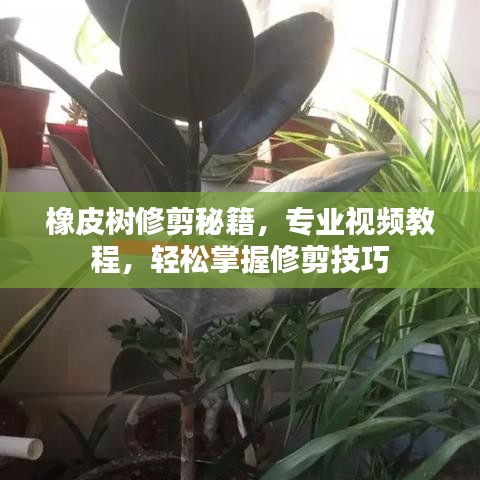 橡皮树修剪秘籍，专业视频教程，轻松掌握修剪技巧
