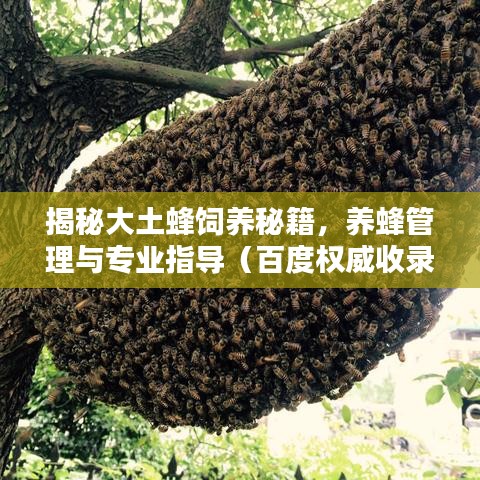 揭秘大土蜂饲养秘籍，养蜂管理与专业指导（百度权威收录）