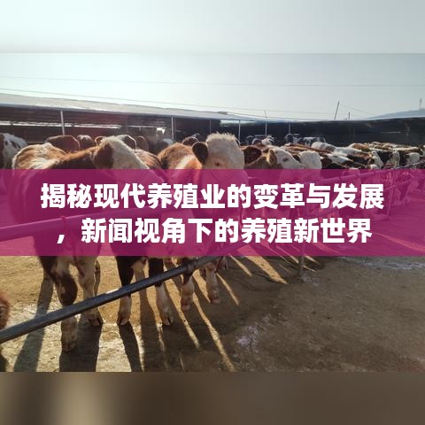 揭秘现代养殖业的变革与发展，新闻视角下的养殖新世界