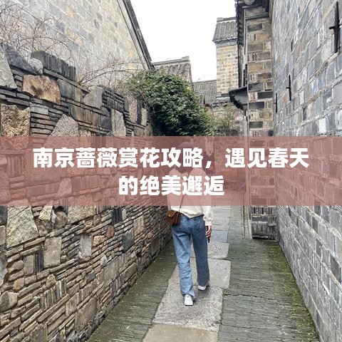 南京蔷薇赏花攻略，遇见春天的绝美邂逅