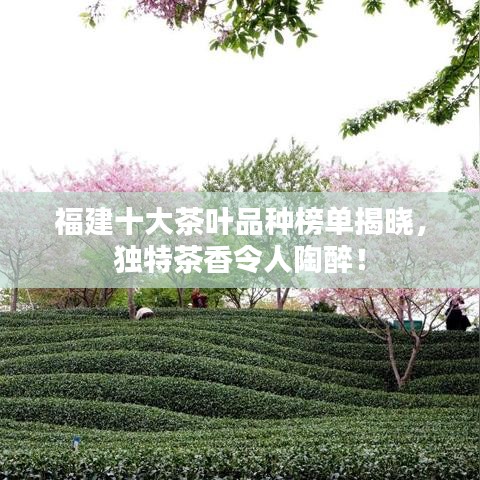 福建十大茶叶品种榜单揭晓，独特茶香令人陶醉！