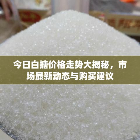 今日白搪价格走势大揭秘，市场最新动态与购买建议