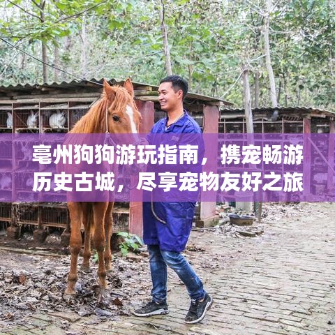 亳州狗狗游玩指南，携宠畅游历史古城，尽享宠物友好之旅