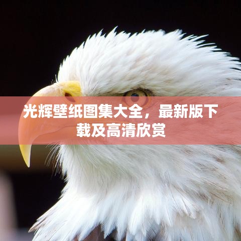 光辉壁纸图集大全，最新版下载及高清欣赏