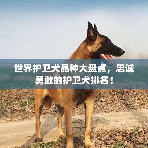 世界护卫犬品种大盘点，忠诚勇敢的护卫犬排名！