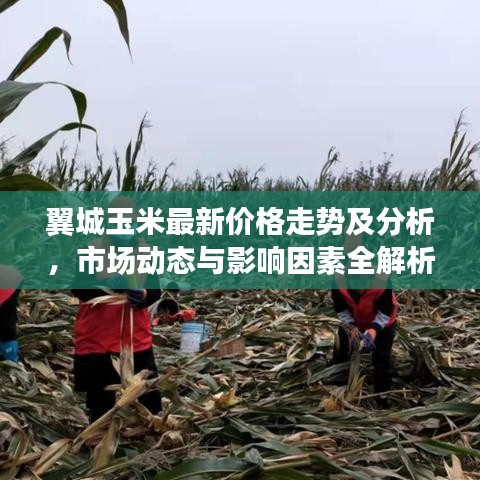 翼城玉米最新价格走势及分析，市场动态与影响因素全解析