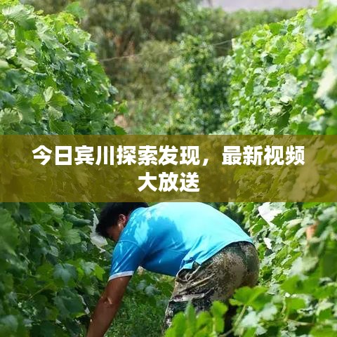 今日宾川探索发现，最新视频大放送