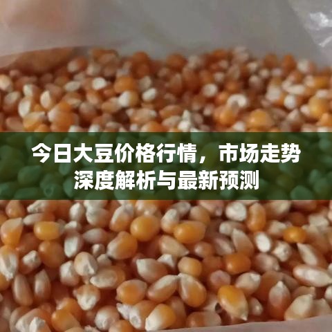今日大豆价格行情，市场走势深度解析与最新预测
