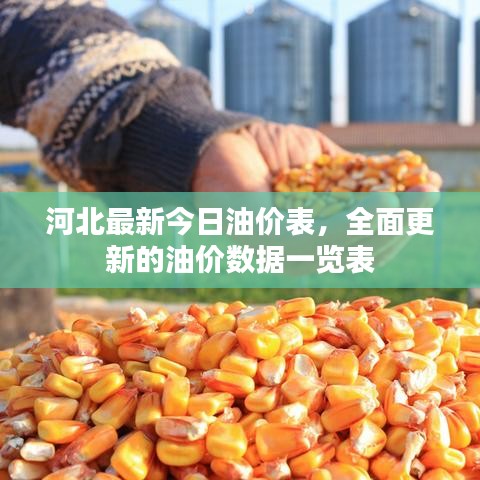 河北最新今日油价表，全面更新的油价数据一览表