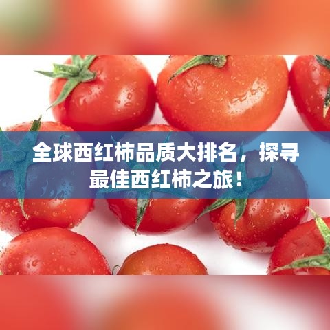 全球西红柿品质大排名，探寻最佳西红柿之旅！