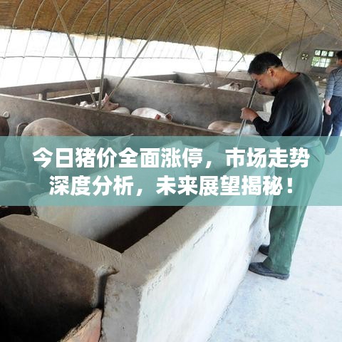 今日猪价全面涨停，市场走势深度分析，未来展望揭秘！