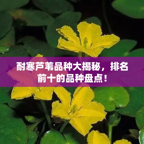 耐寒芦苇品种大揭秘，排名前十的品种盘点！