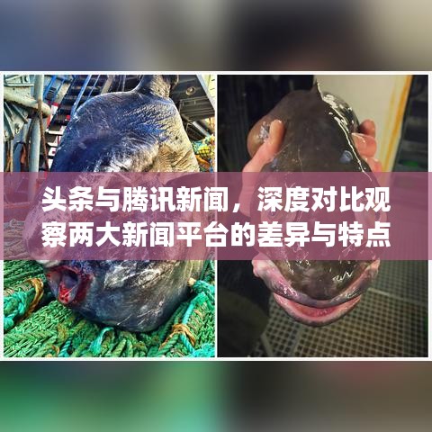 头条与腾讯新闻，深度对比观察两大新闻平台的差异与特点